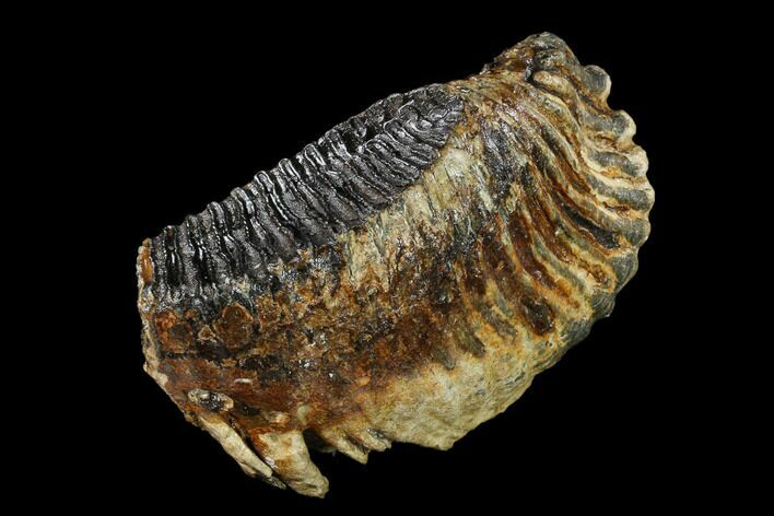 Fossil Woolly Mammoth Lower M Molar - North Sea Deposits #149781